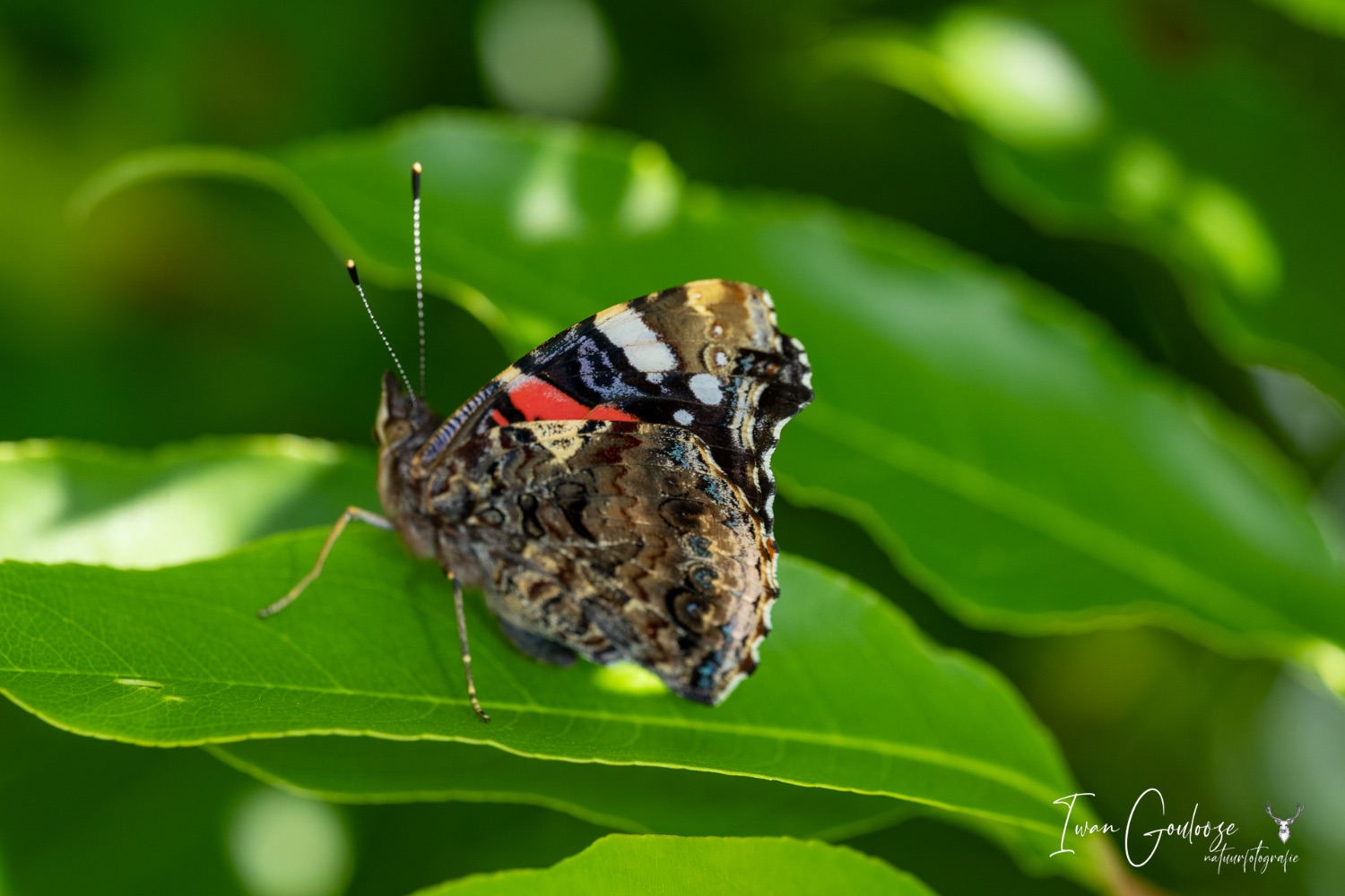 24 juni 2023 135038  R2A2270